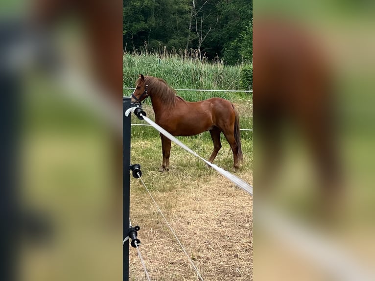 Welsh-B Wallach 9 Jahre 134 cm Fuchs in Oranienburg