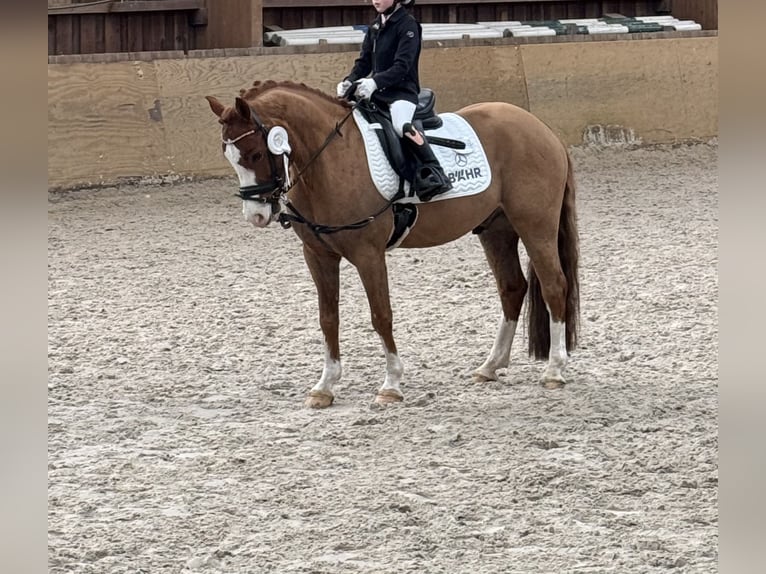 Welsh-B Wallach 9 Jahre 134 cm Fuchs in Heinsberg