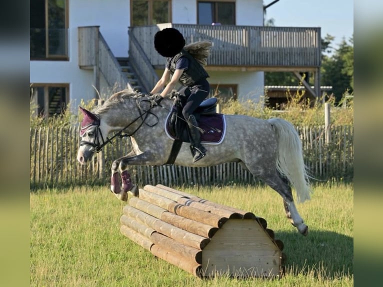 Welsh-B Wallach 9 Jahre 135 cm Apfelschimmel in Brunnthal