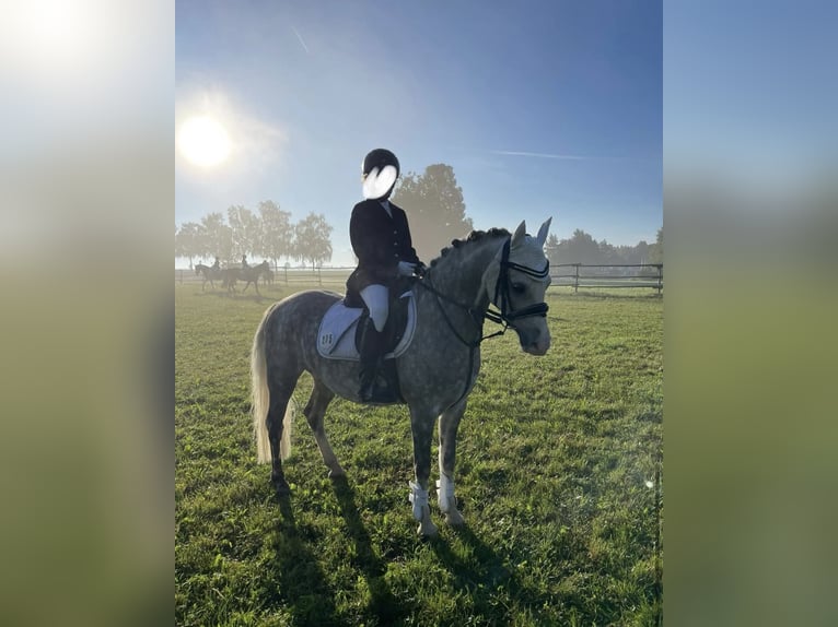 Welsh-B Wallach 9 Jahre 135 cm Apfelschimmel in Brunnthal