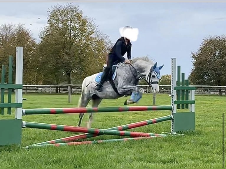 Welsh-B Wallach 9 Jahre 135 cm Apfelschimmel in Brunnthal