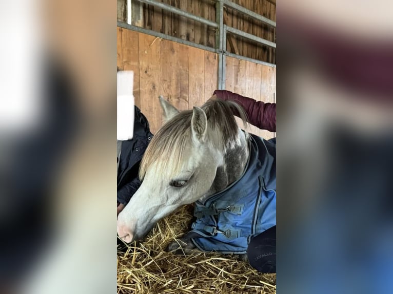 Welsh-B Wallach 9 Jahre 135 cm Apfelschimmel in Brunnthal