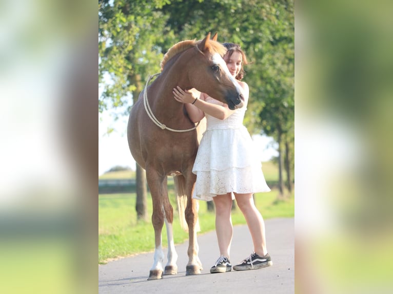 Welsh-B Wallach 9 Jahre 135 cm Fuchs in Hagen