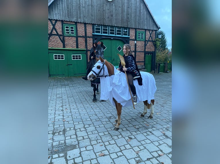 Welsh-B Wallach 9 Jahre 135 cm Fuchs in Hagen