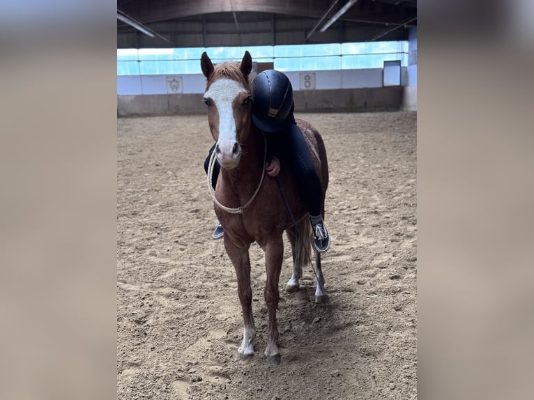 Welsh-B Wallach 9 Jahre 135 cm Fuchs in Hagen