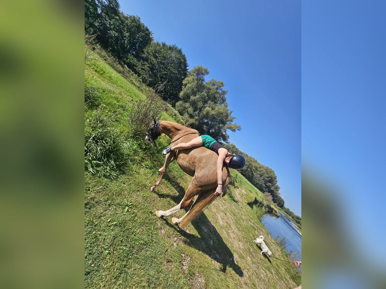 Welsh-B Wallach 9 Jahre 135 cm Fuchs in Hagen