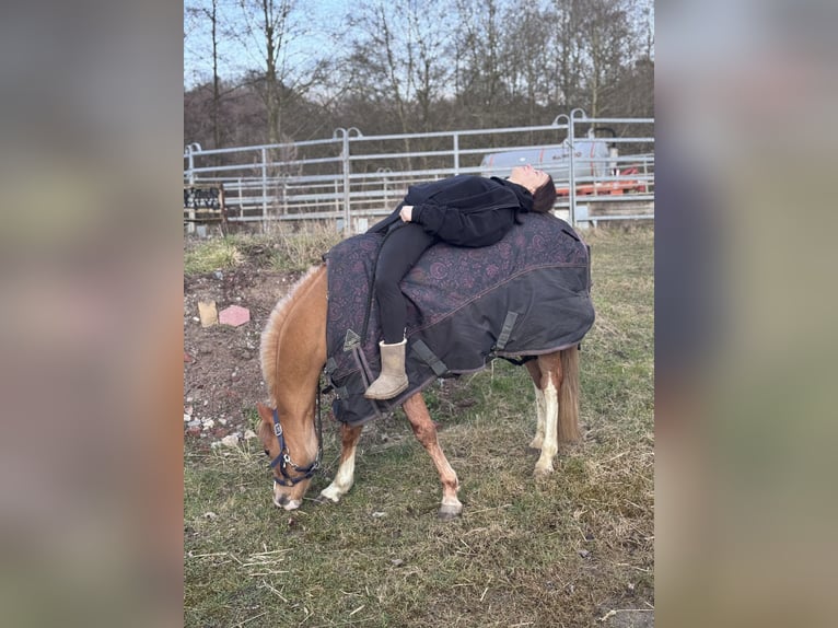 Welsh-B Wallach 9 Jahre 135 cm Fuchs in Hagen