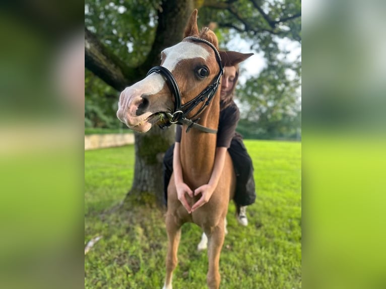 Welsh-B Wallach 9 Jahre 135 cm Fuchs in Hagen