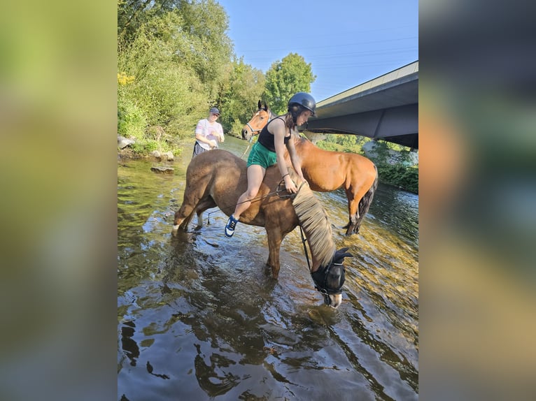 Welsh-B Wallach 9 Jahre 135 cm Fuchs in Hagen