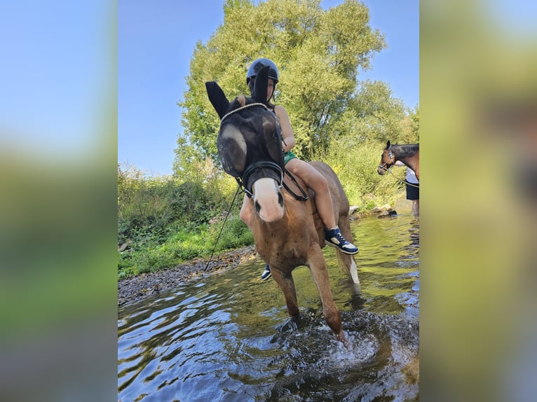 Welsh-B Wallach 9 Jahre 135 cm Fuchs in Hagen