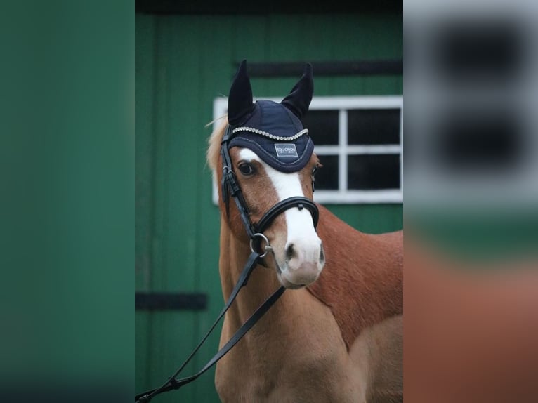 Welsh-B Wallach 9 Jahre 135 cm Fuchs in Hagen