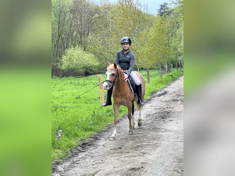 Welsh-B Wallach 9 Jahre 135 cm Rotfuchs in Hagen