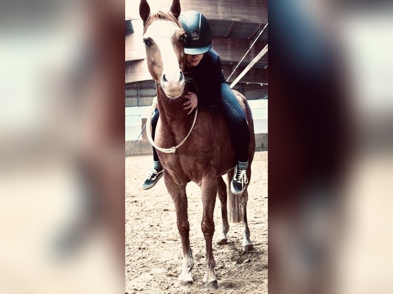 Welsh-B Wallach 9 Jahre 135 cm Rotfuchs in Hagen