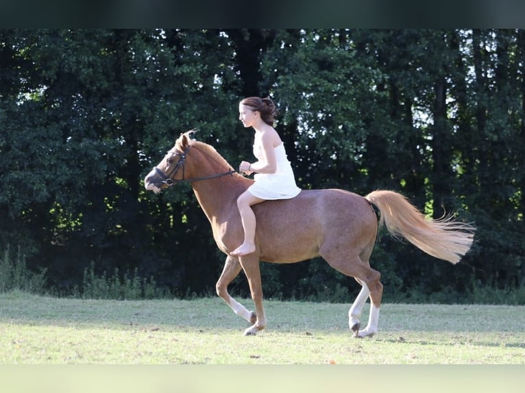 Welsh-B Wallach 9 Jahre 135 cm Rotfuchs in Hagen
