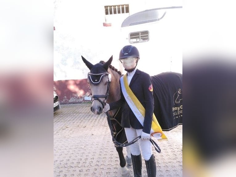 Welsh-B Wallach 9 Jahre 136 cm Falbe in Trier