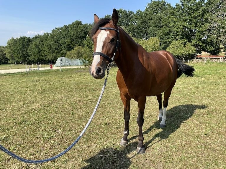 Welsh-B Wallach 9 Jahre 137 cm Brauner in Netolice