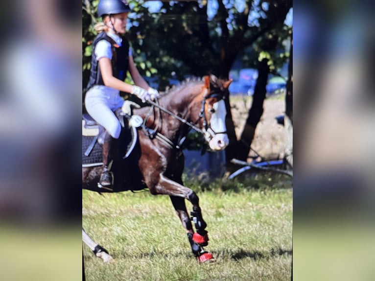 Welsh-B Wallach 9 Jahre 141 cm Dunkelfuchs in LüchowLüchow