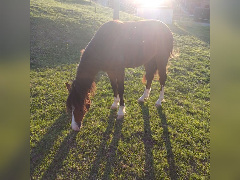 Welsh C (cob) Hingst 1 år 138 cm Brun in Wünschendorf