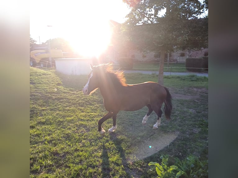 Welsh C (cob) Hingst 1 år 138 cm Brun in Wünschendorf