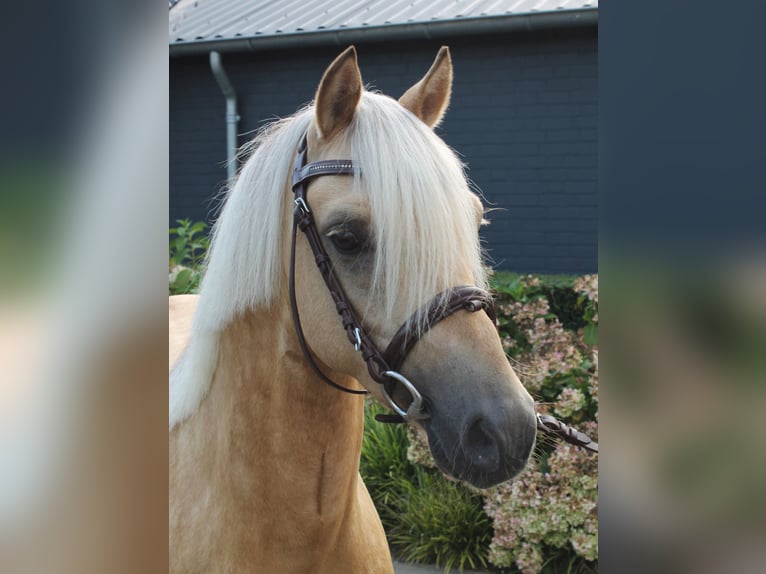 Welsh C (cob) Hingst 3 år 132 cm Palomino in Boxtel