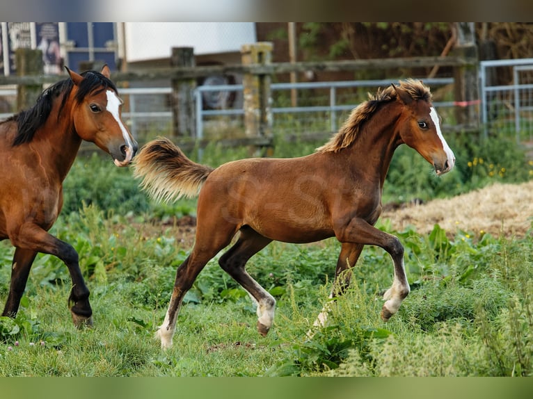 Welsh C (cob) Hingst Föl (05/2024) 135 cm Brun in Meerbusch