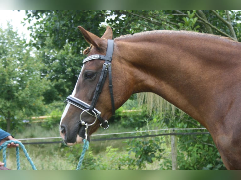 Welsh C (cob) Sto 14 år 128 cm fux in Oudeschoot