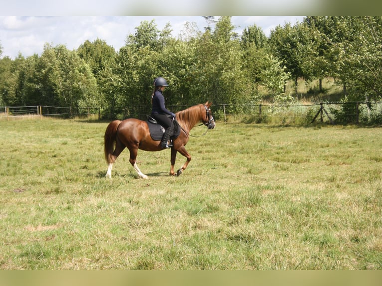 Welsh C (cob) Sto 14 år 128 cm fux in Heerenveen