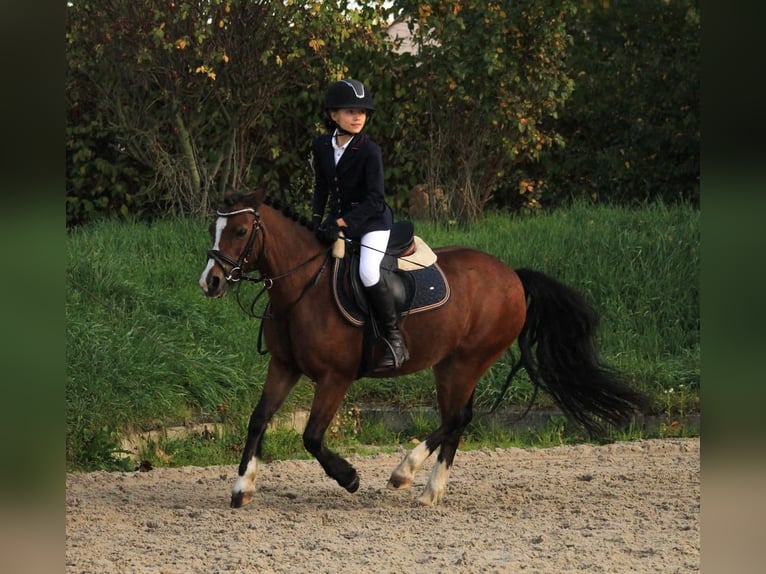 Welsh C (cob) Sto 14 år 130 cm Brun in Köln