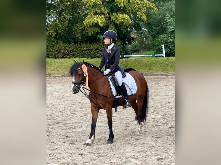 Welsh C (cob) Sto 14 år 130 cm Brun in Köln