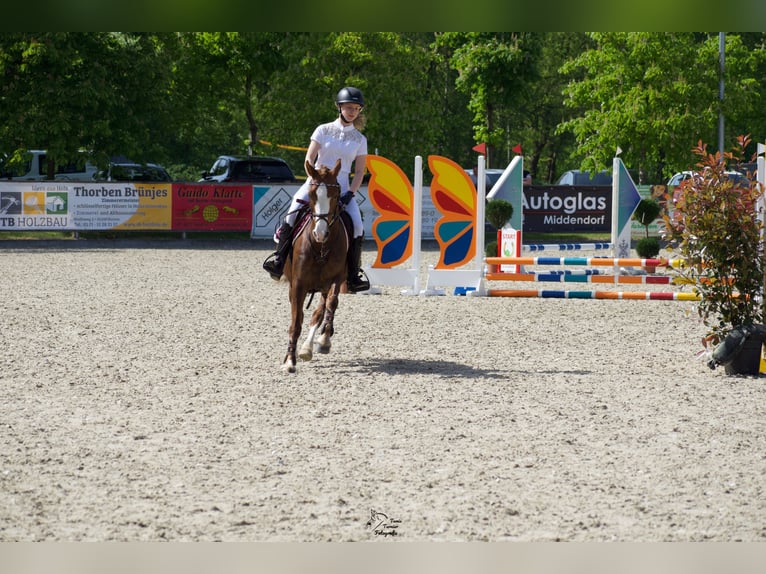 Welsh C (cob) Sto 14 år 140 cm fux in Wardenburg