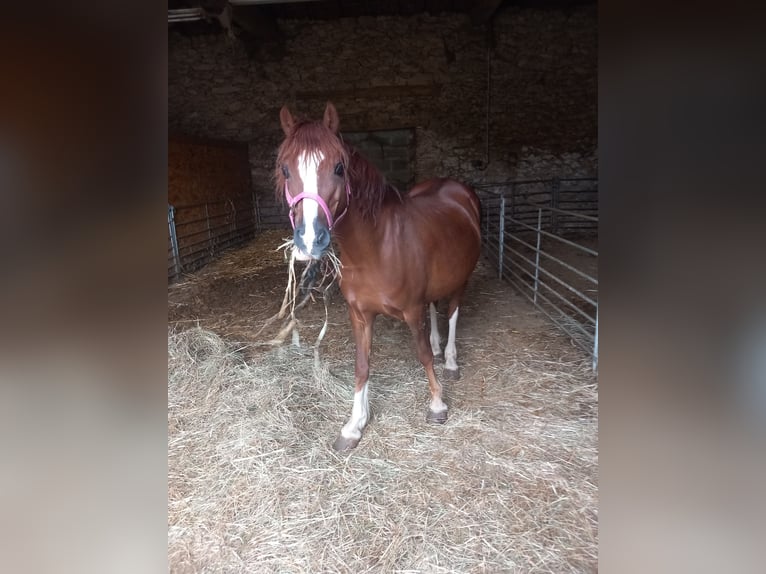 Welsh C (cob) Sto 15 år 133 cm fux in Magnac-Laval