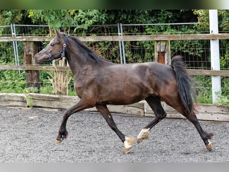 Welsh C (cob) Sto 2 år 135 cm Rökfärgad svart in Meerbusch