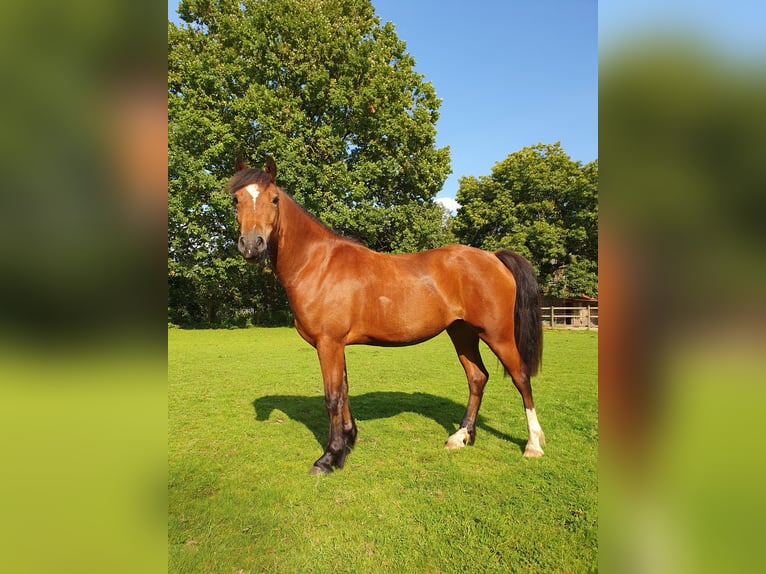 Welsh C (cob) Sto 3 år 134 cm Brun in Kalkar