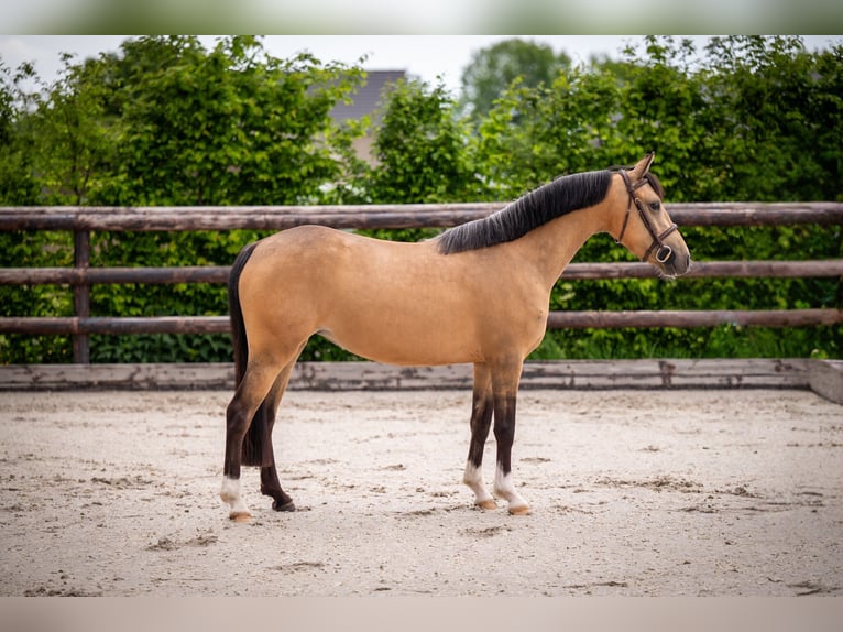 Welsh C (cob) Sto 4 år 136 cm Gulbrun in Maaseik