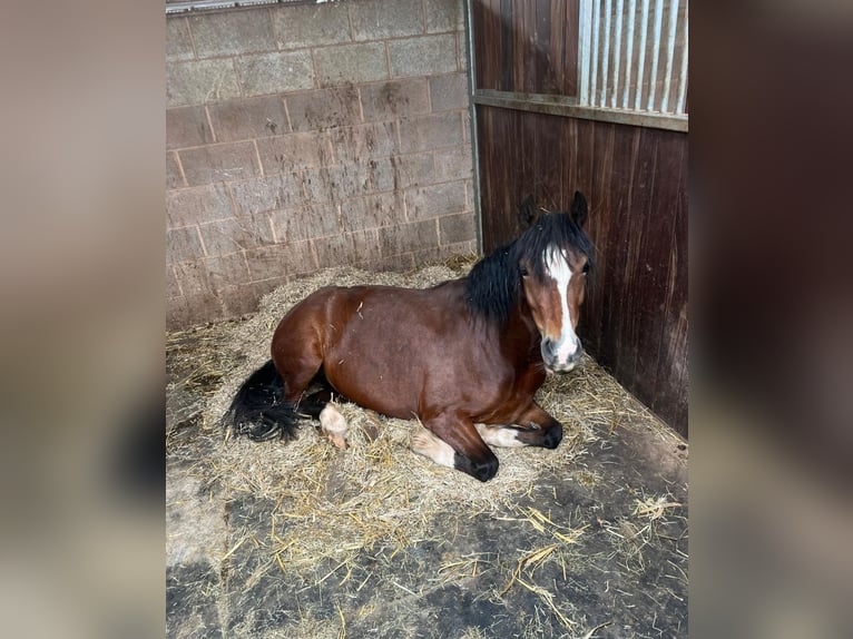 Welsh C (cob) Sto 4 år 137 cm Brun in newport