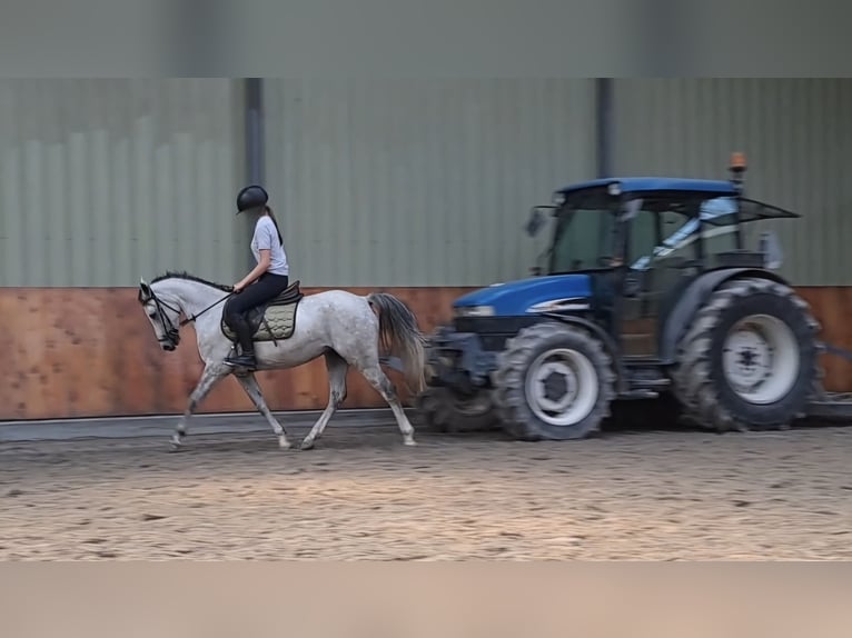 Welsh C (cob) Sto 7 år Grå in Knegsel