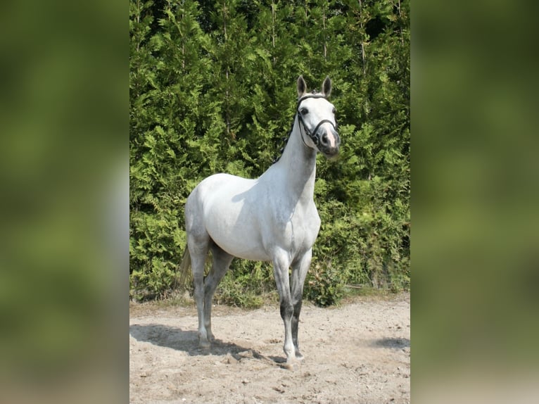 Welsh C (cob) Sto 7 år Grå in Knegsel