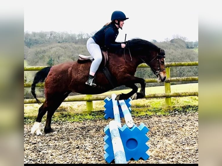 Welsh C (cob) Sto 9 år 132 cm Brun in Devon