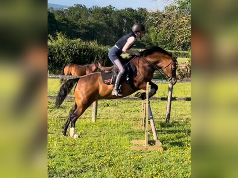 Welsh C (cob) Sto 9 år 132 cm Brun in Devon