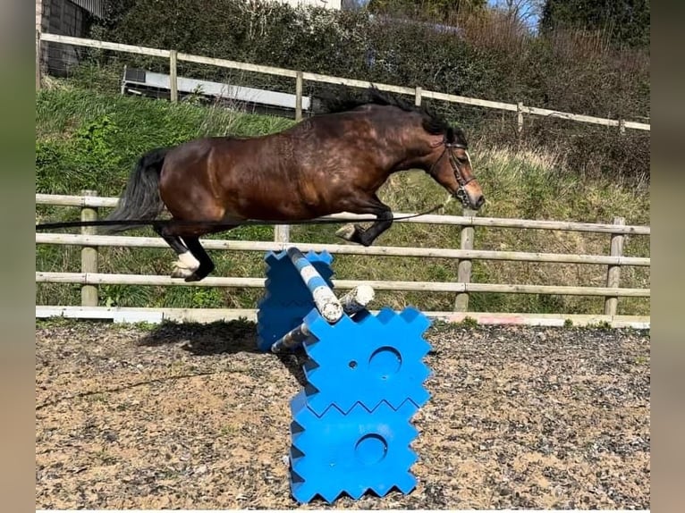 Welsh C (cob) Sto 9 år 132 cm Brun in Devon