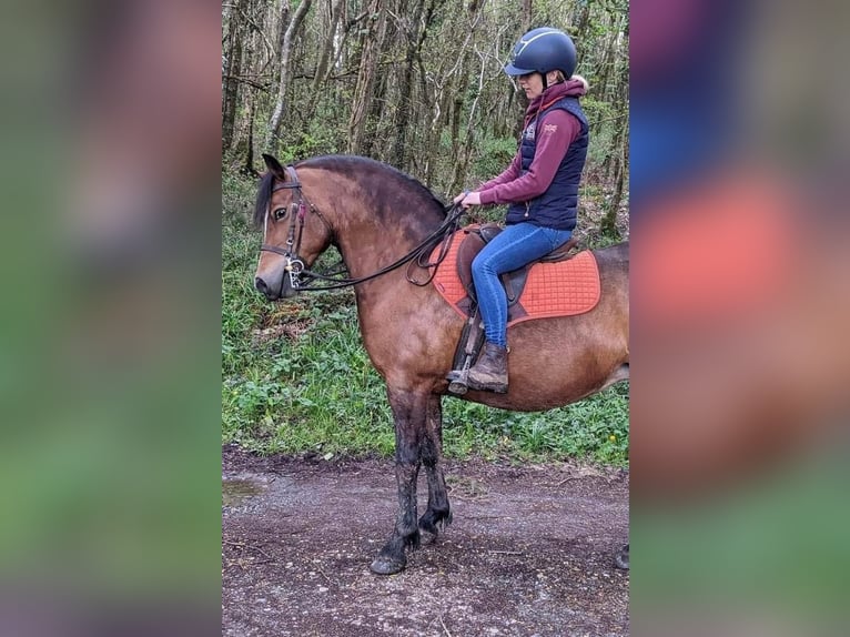 Welsh C (cob) Sto 9 år 132 cm Brun in Devon