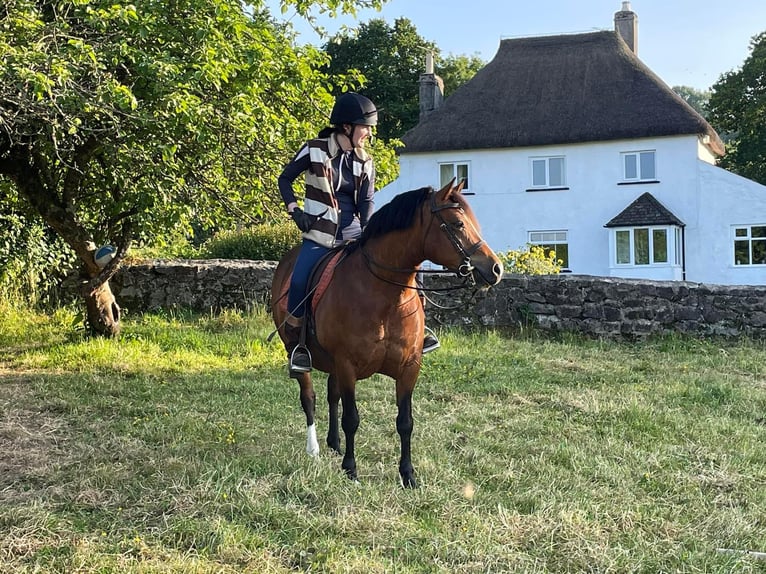 Welsh C (cob) Sto 9 år 132 cm Brun in Devon