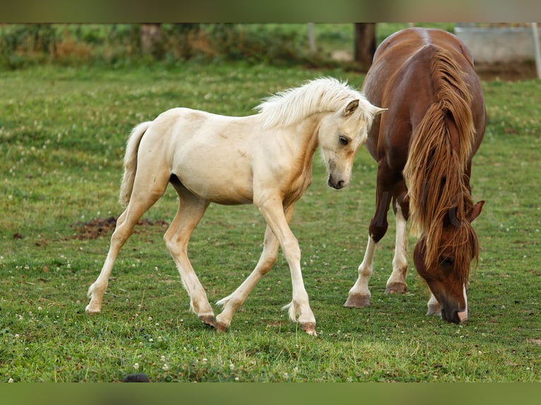 Welsh C (cob) Sto Föl (05/2024) 135 cm Palomino in Meerbusch