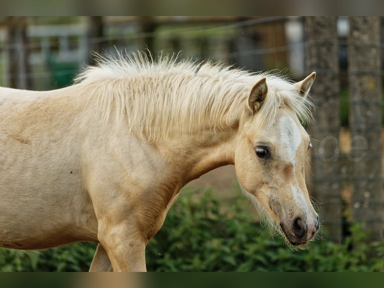 Welsh C (cob) Sto Föl (05/2024) 135 cm Palomino in Meerbusch