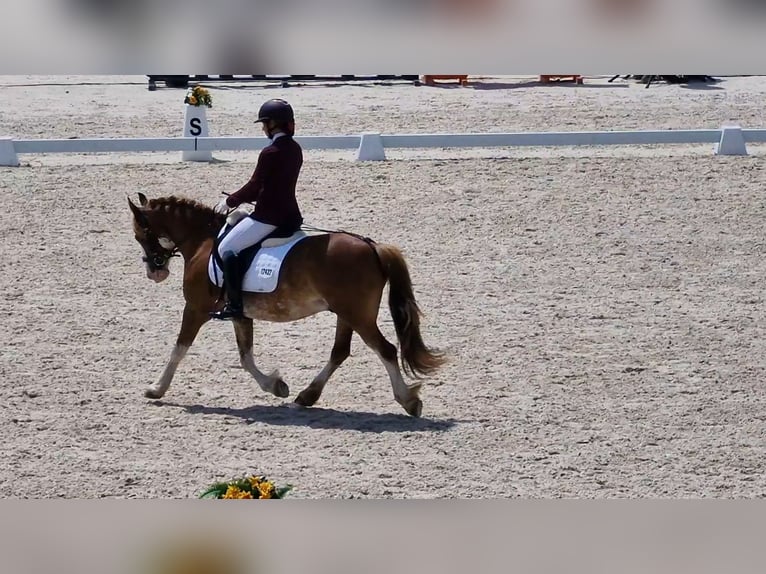 Welsh C (cob) Valack 13 år 134 cm Rödskimmel in Los Angeles