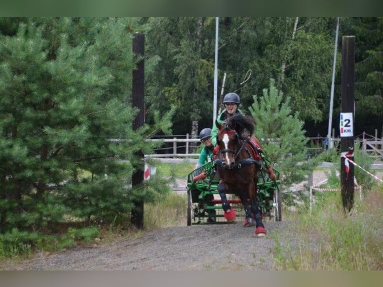 Welsh C (cob) Valack 14 år 134 cm in ÄLMHULT