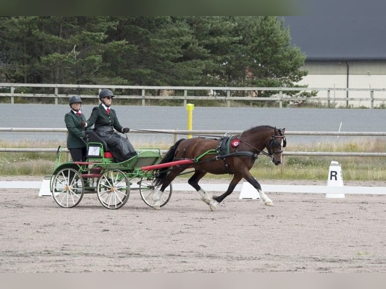 Welsh C (cob) Valack 14 år 134 cm in ÄLMHULT