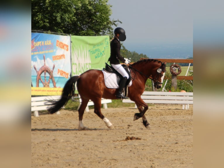 Welsh C (cob) Valack 14 år 140 cm Brun in Geseke