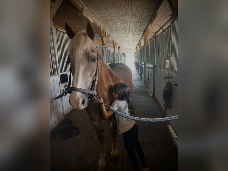 Welsh C (cob) Valack 14 år 148 cm Brun in Babenhausen