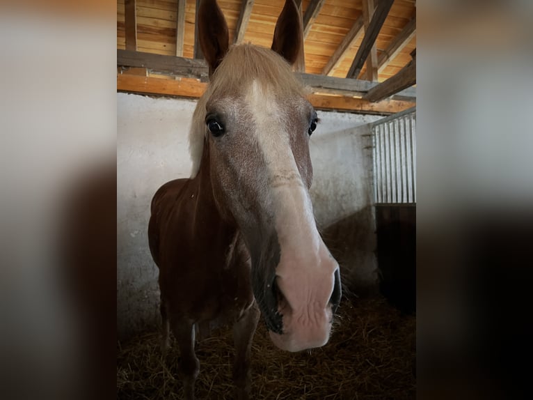 Welsh C (cob) Valack 14 år 148 cm Brun in Babenhausen